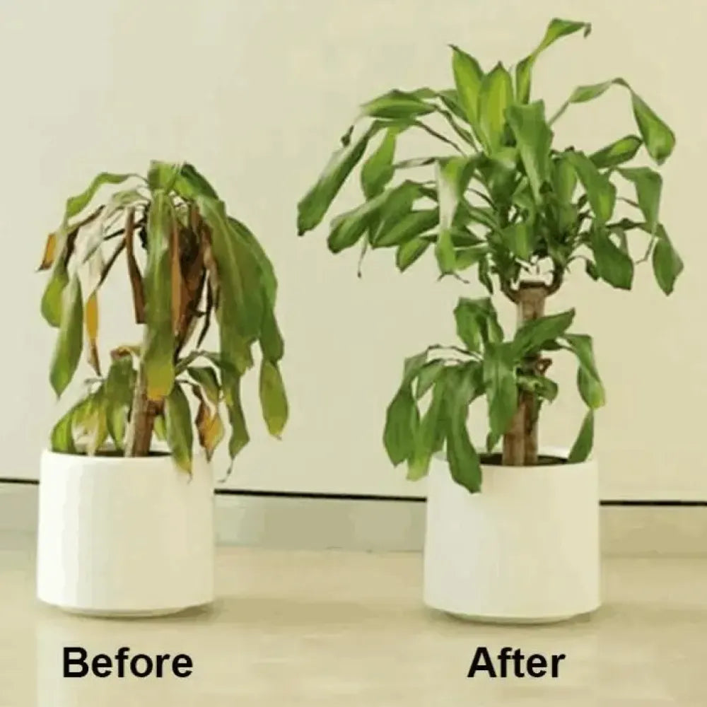 Instant green chlorophyll spray - gardening