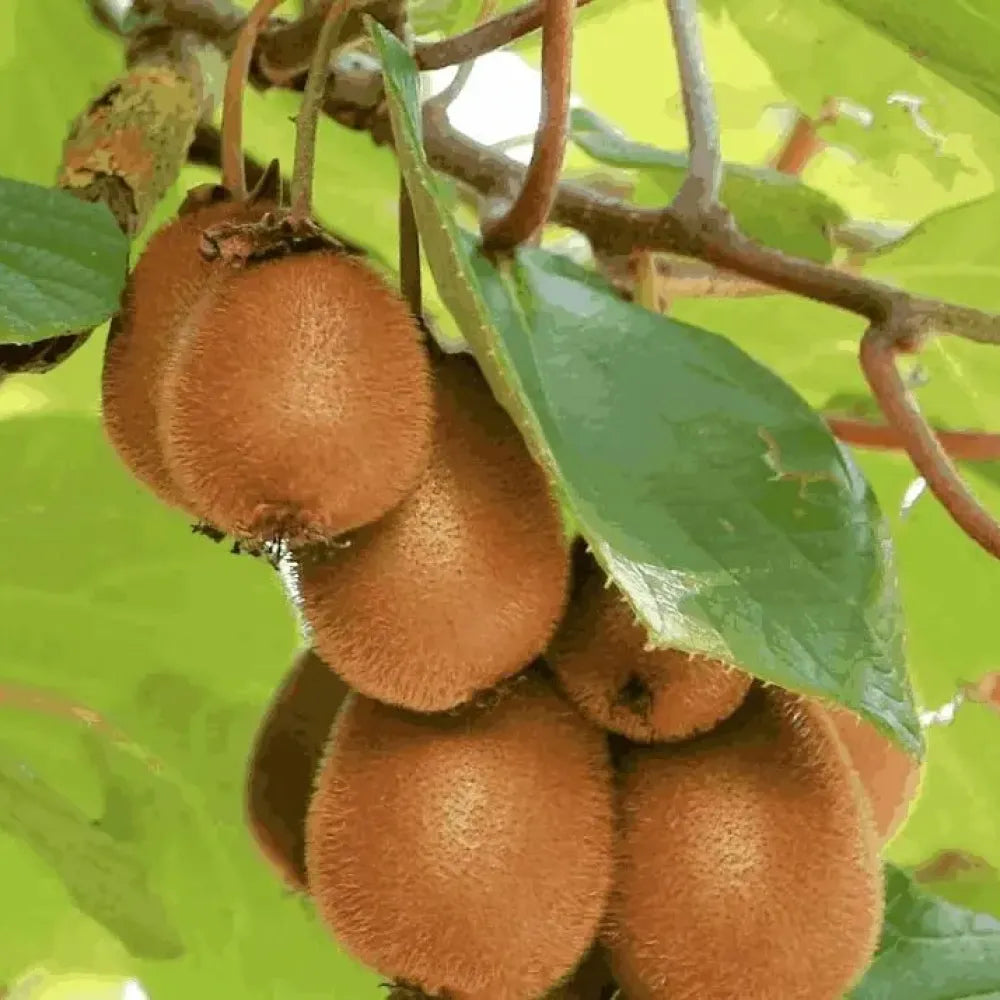 Juicy kiwi fruit seeds - gardening