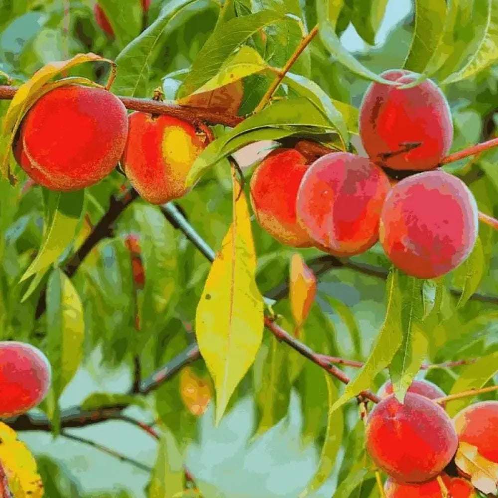 Juicy peach tree seeds - gardening
