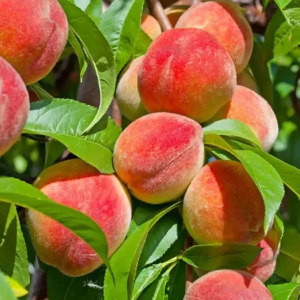 Juicy peach tree seeds - gardening
