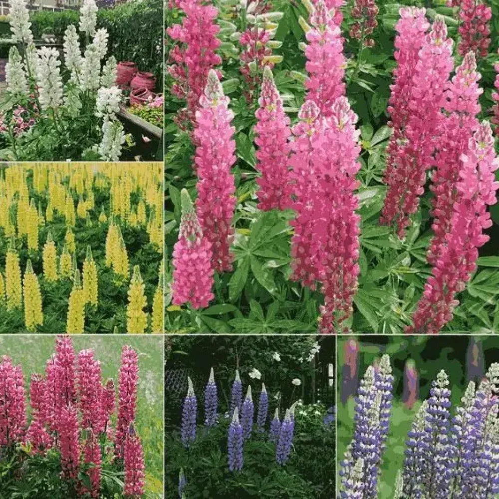 Lupine flowering seed pack - gardening