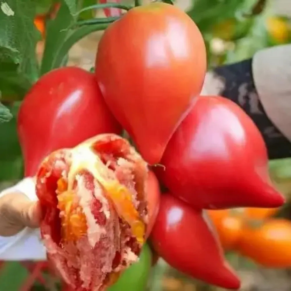 Mango honey tomato seeds - gardening