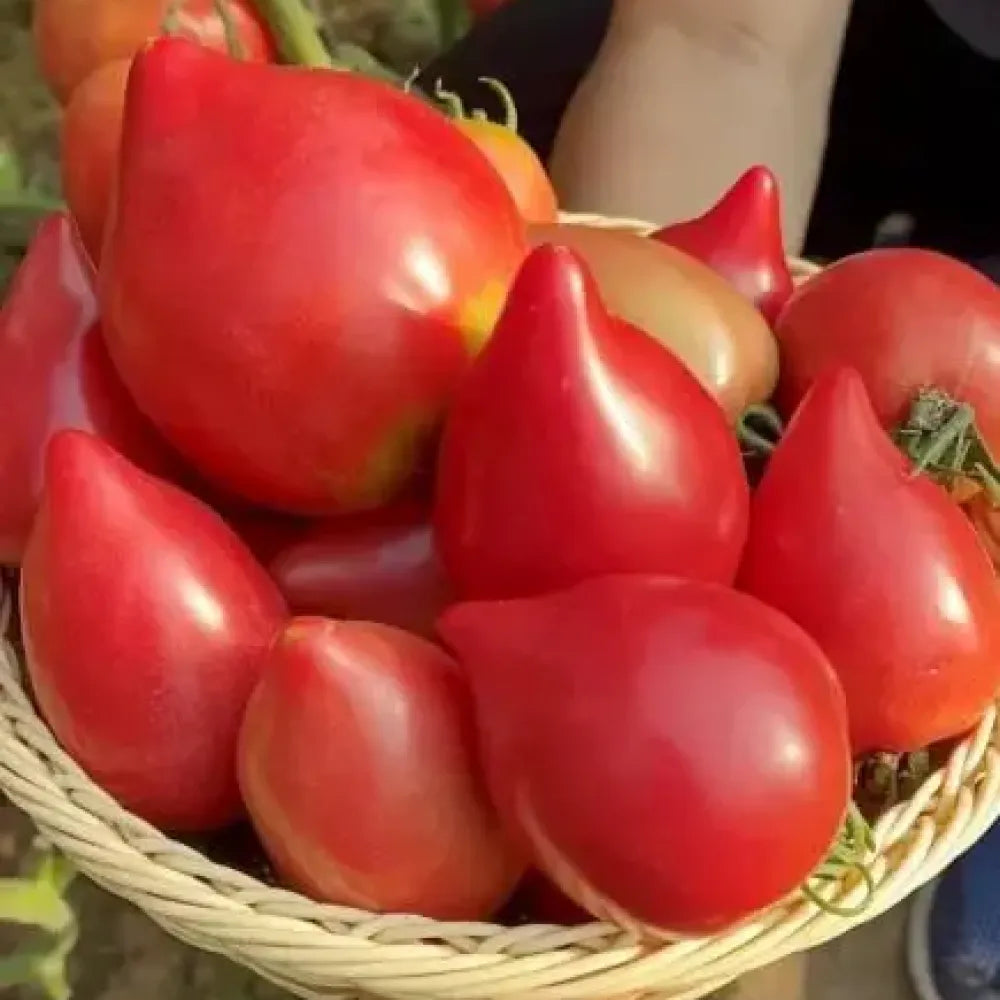 Mango honey tomato seeds - gardening