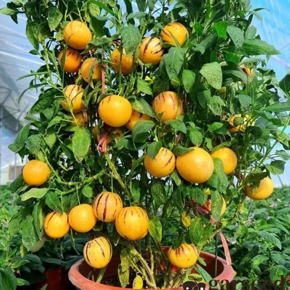 Medicinal ginseng fruit seeds - gardening