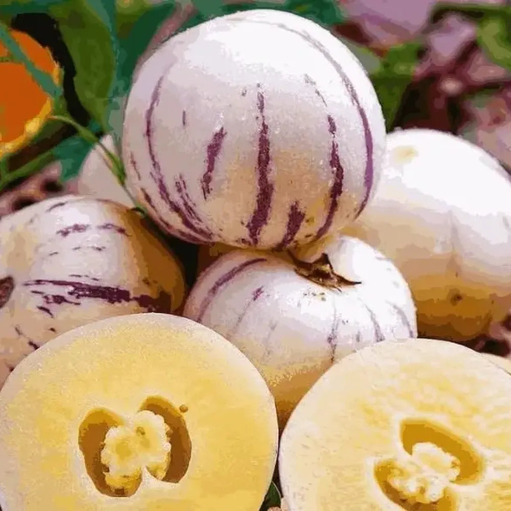 Medicinal ginseng fruit seeds - gardening