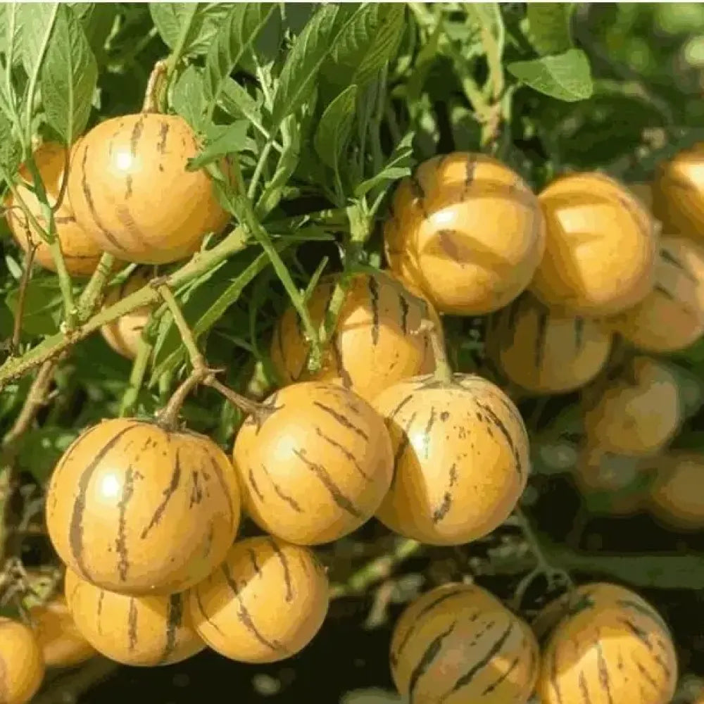 Medicinal ginseng fruit seeds - gardening