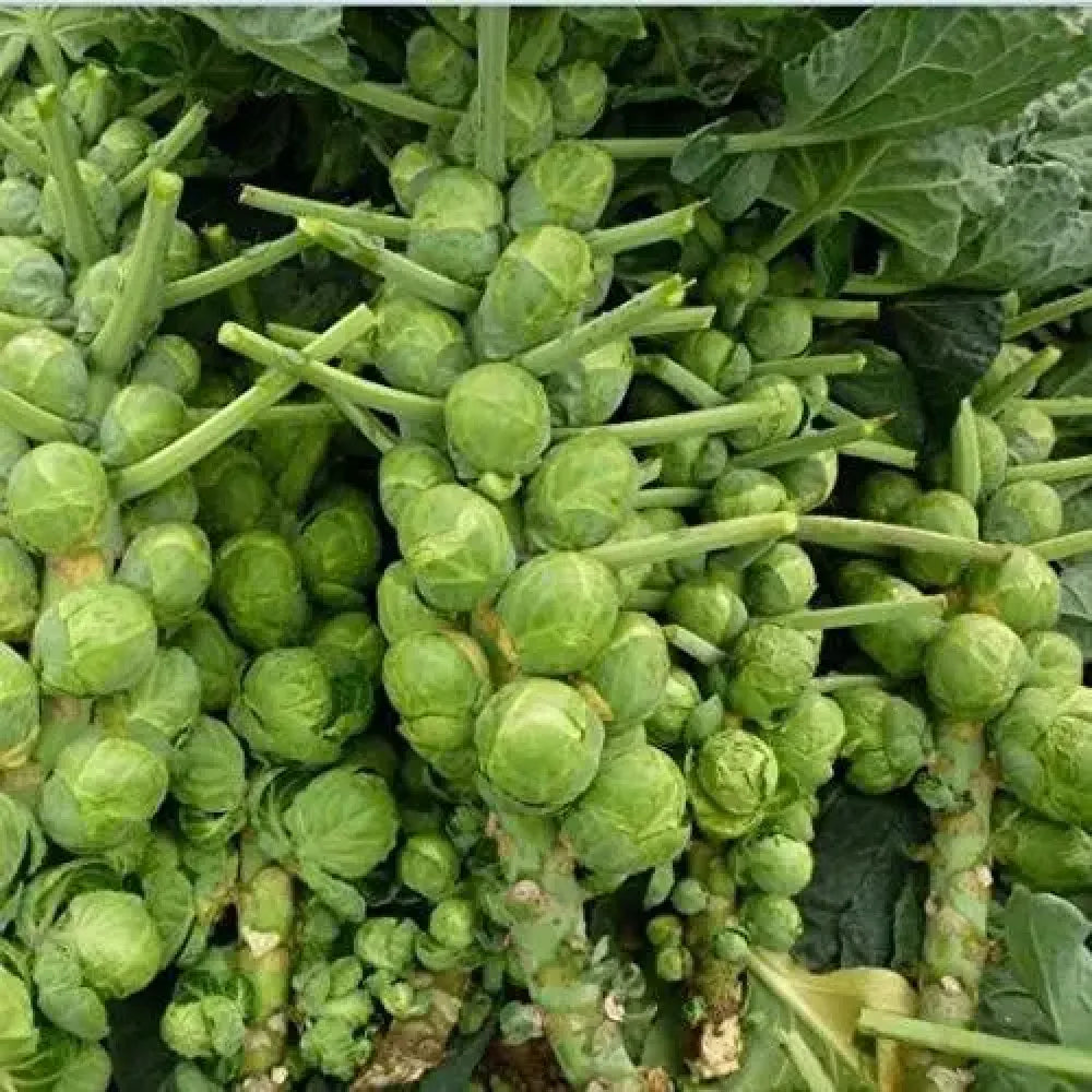 Organic brussels sprouts seeds - gardening