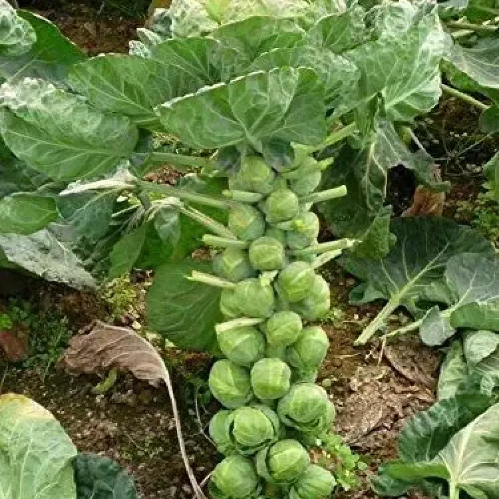 Organic brussels sprouts seeds - gardening