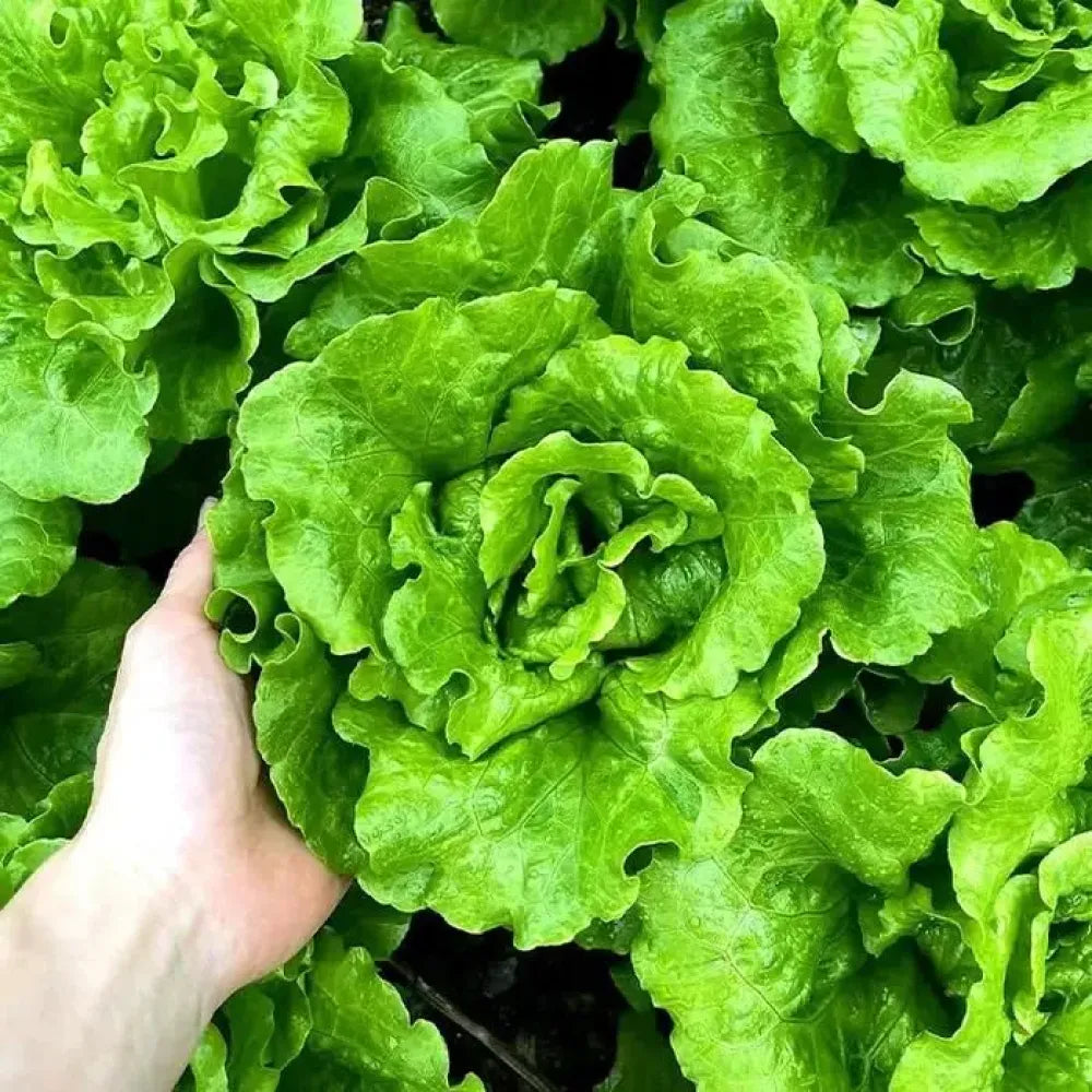 Organic lettuce seed pack - gardening