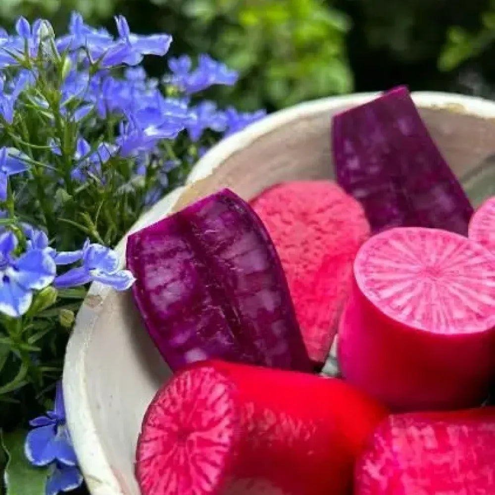 Pineapple radish seeds - gardening