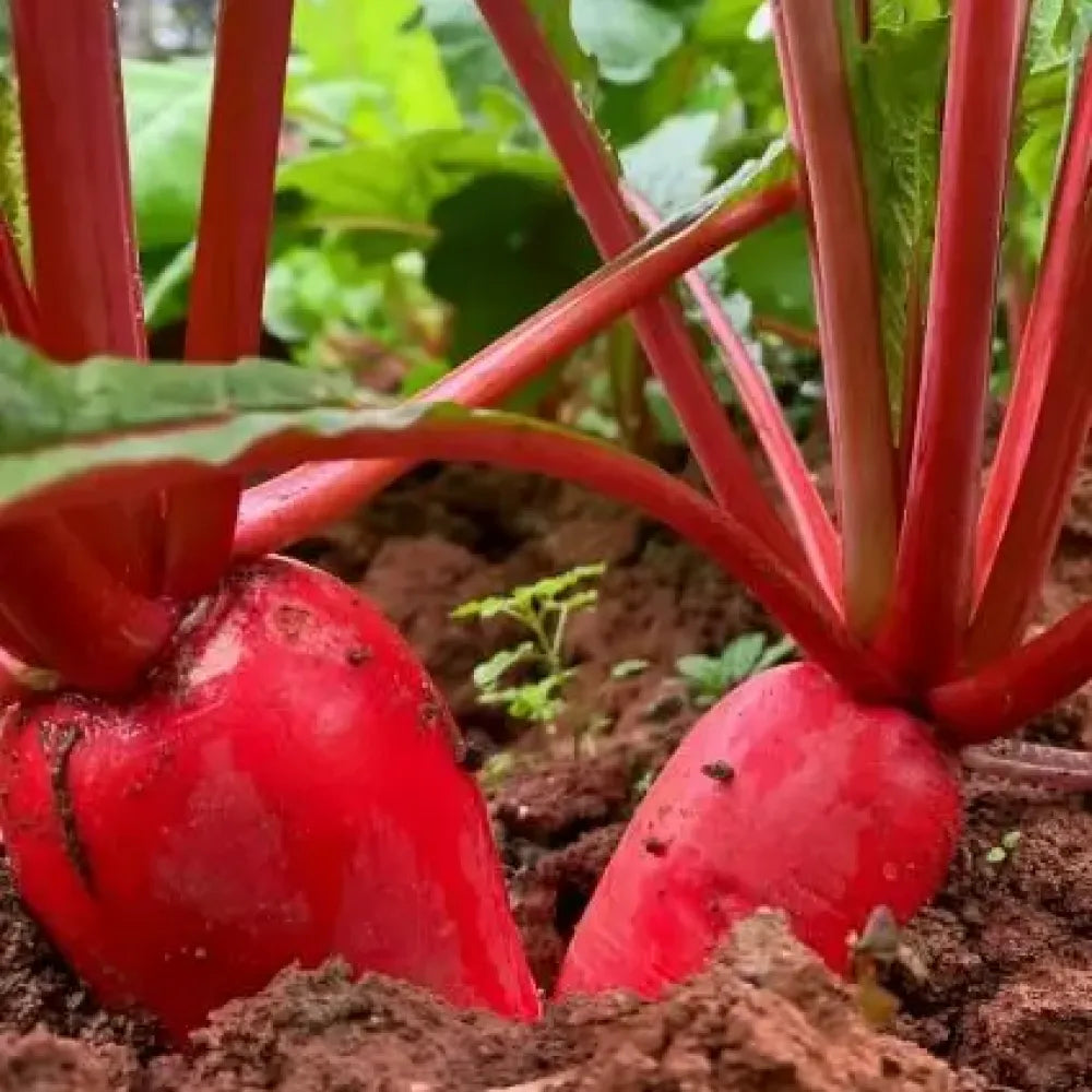 Pineapple radish seeds - gardening