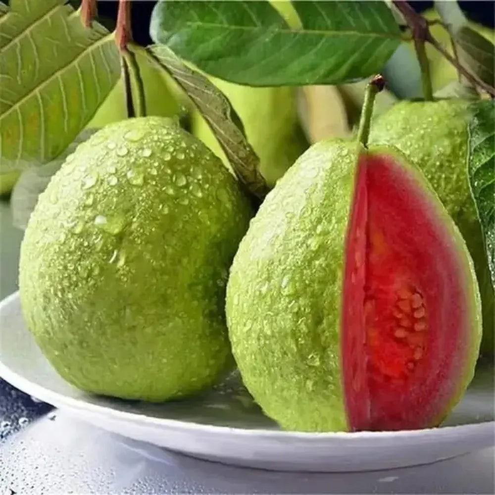 Pink guava seeds (20) - gardening