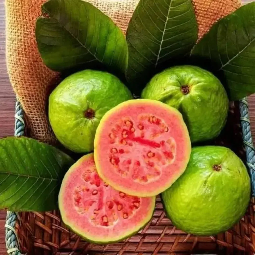 Pink guava seeds (20) - gardening
