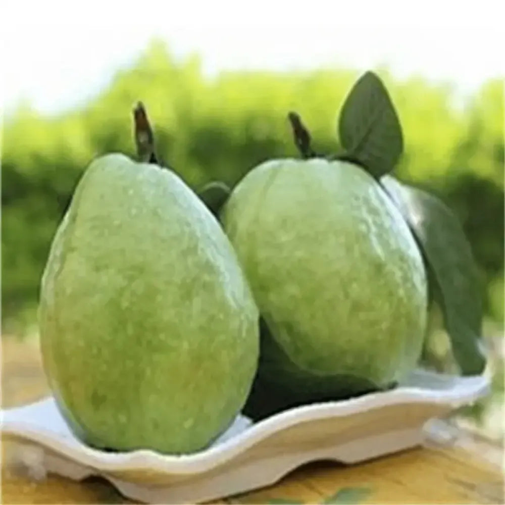 Pink guava seeds (20) - gardening