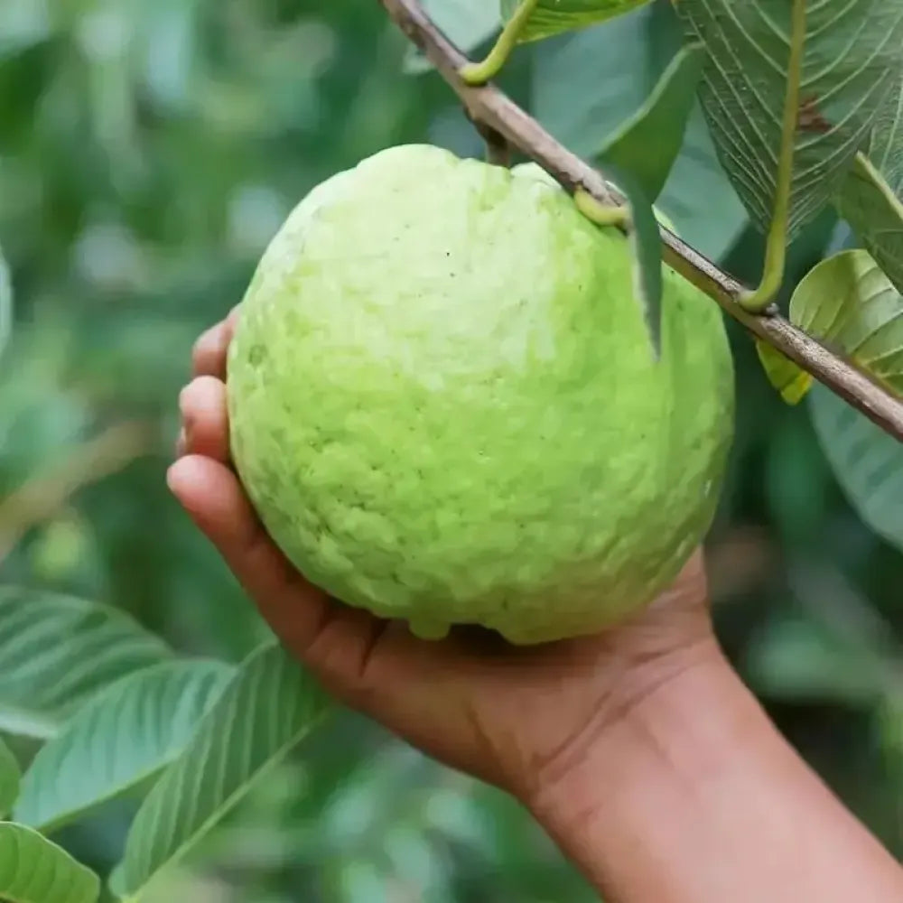 Pink guava seeds (20) - gardening