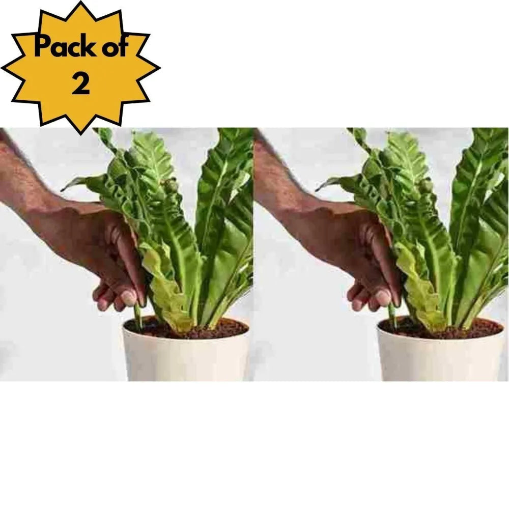 Plant grow fertilizer sticks for plants - 50 stick pack of 2 & 4