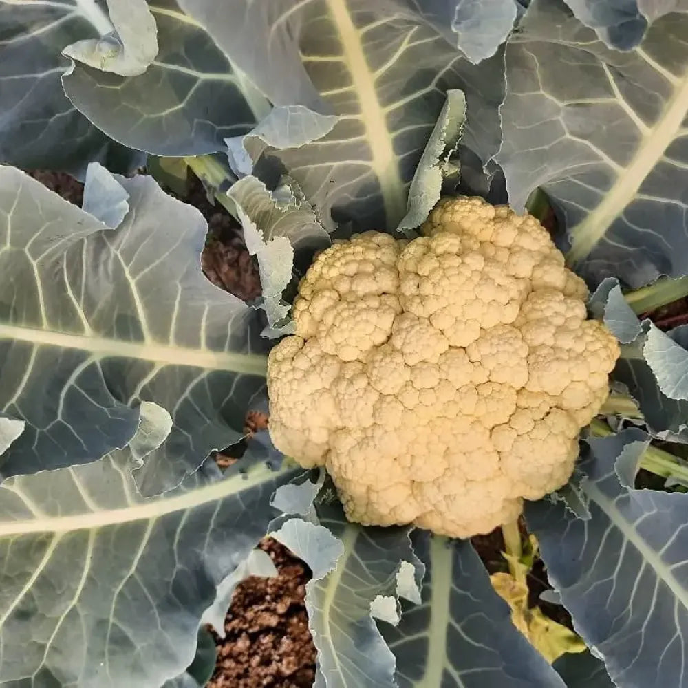 Premium cauliflower seeds (20) - gardening