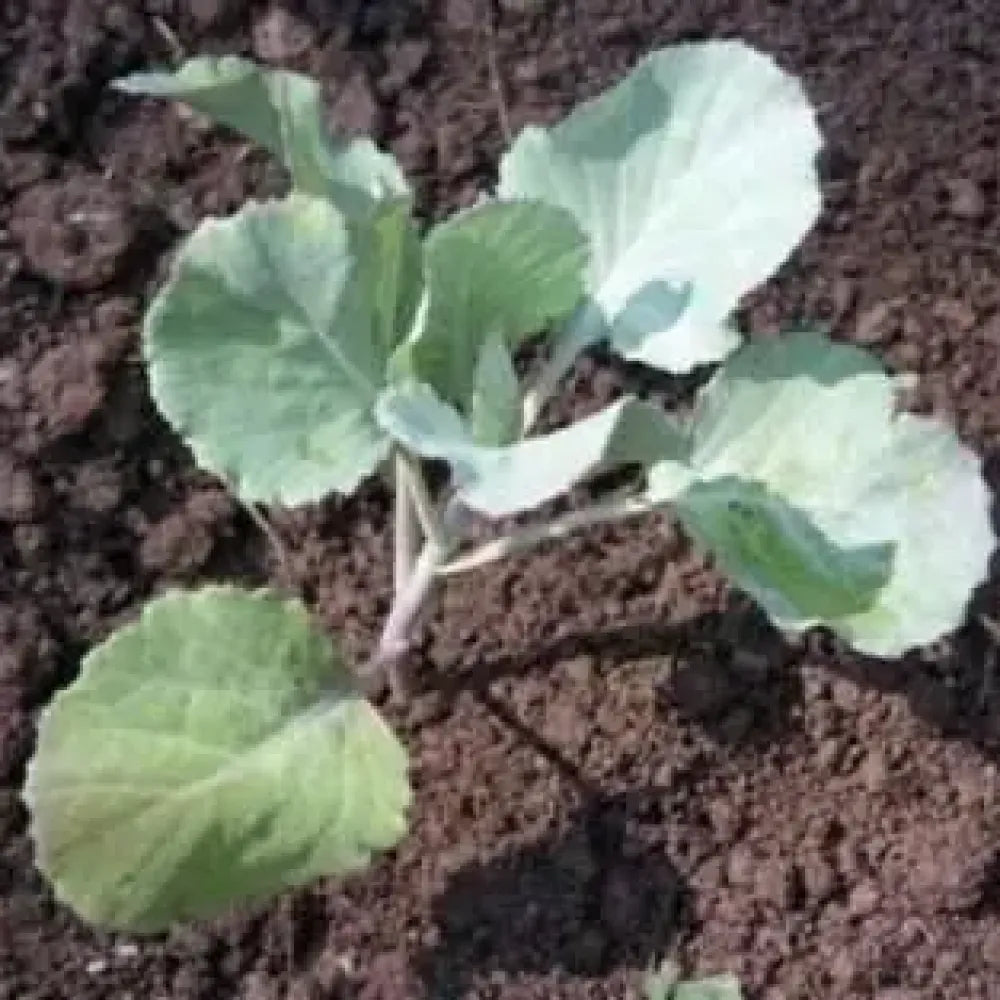 Premium cauliflower seeds (20) - gardening