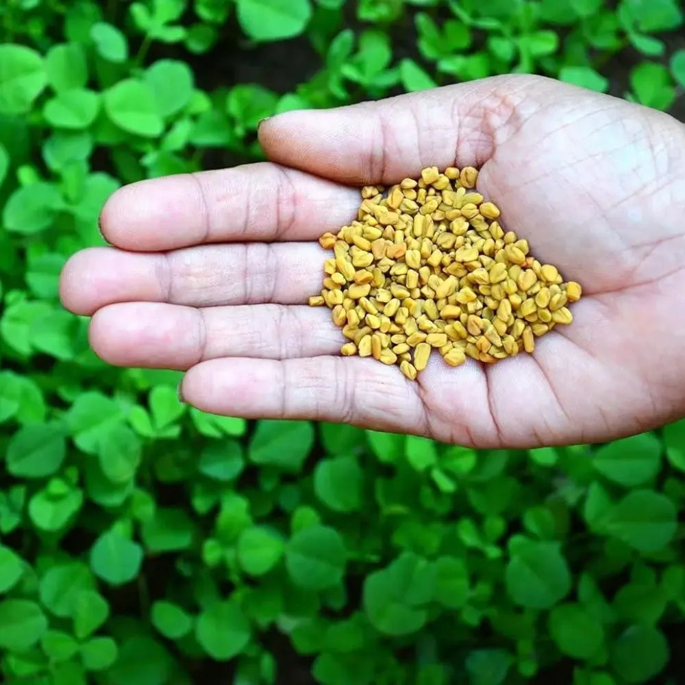 Premium fenugreek seeds (20) - gardening