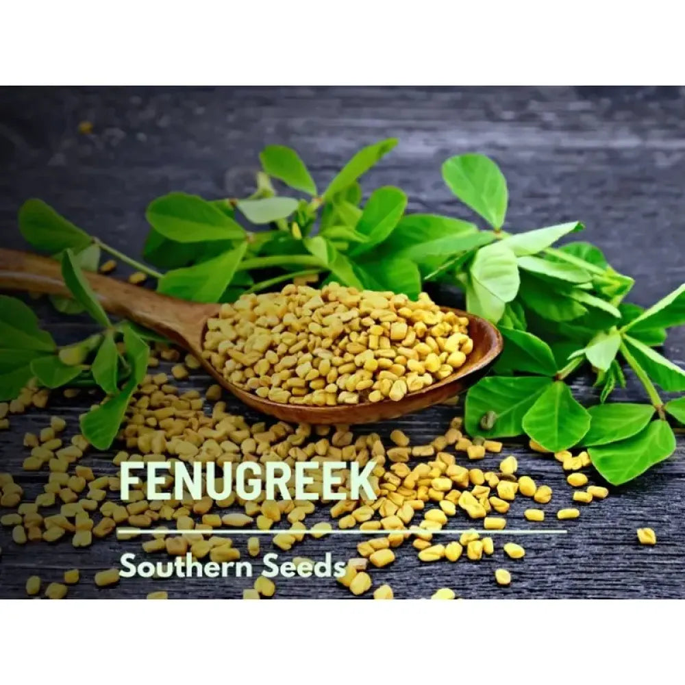 Premium fenugreek seeds (20) - gardening