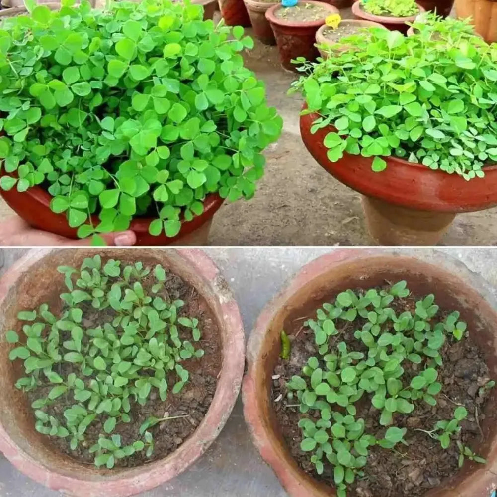 Premium fenugreek seeds (20) - gardening