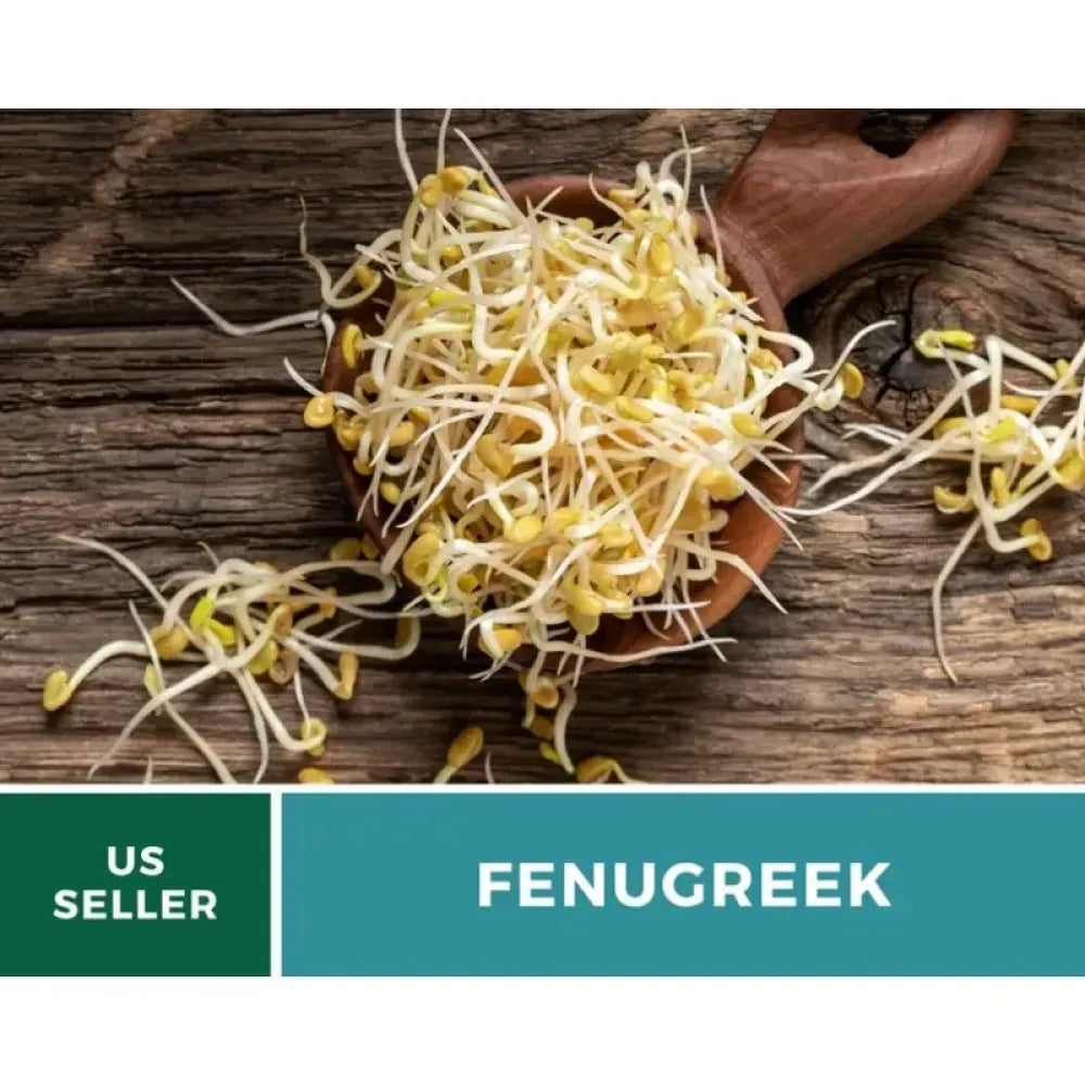 Premium fenugreek seeds (20) - gardening