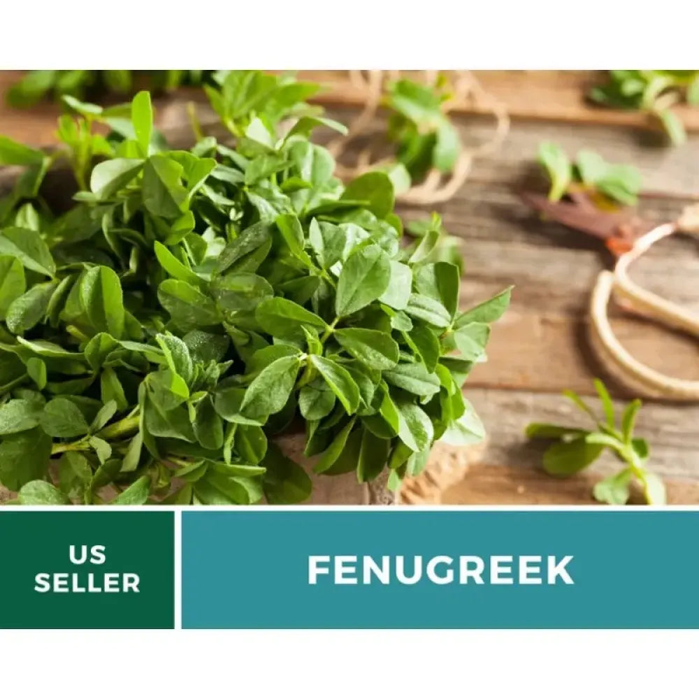 Premium fenugreek seeds (20) - gardening