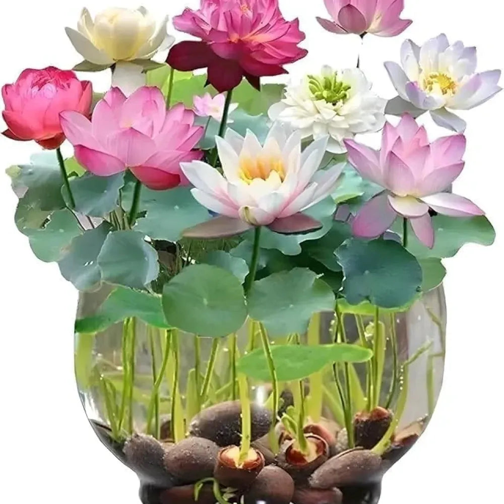 Premium flower seeds – 40 pack