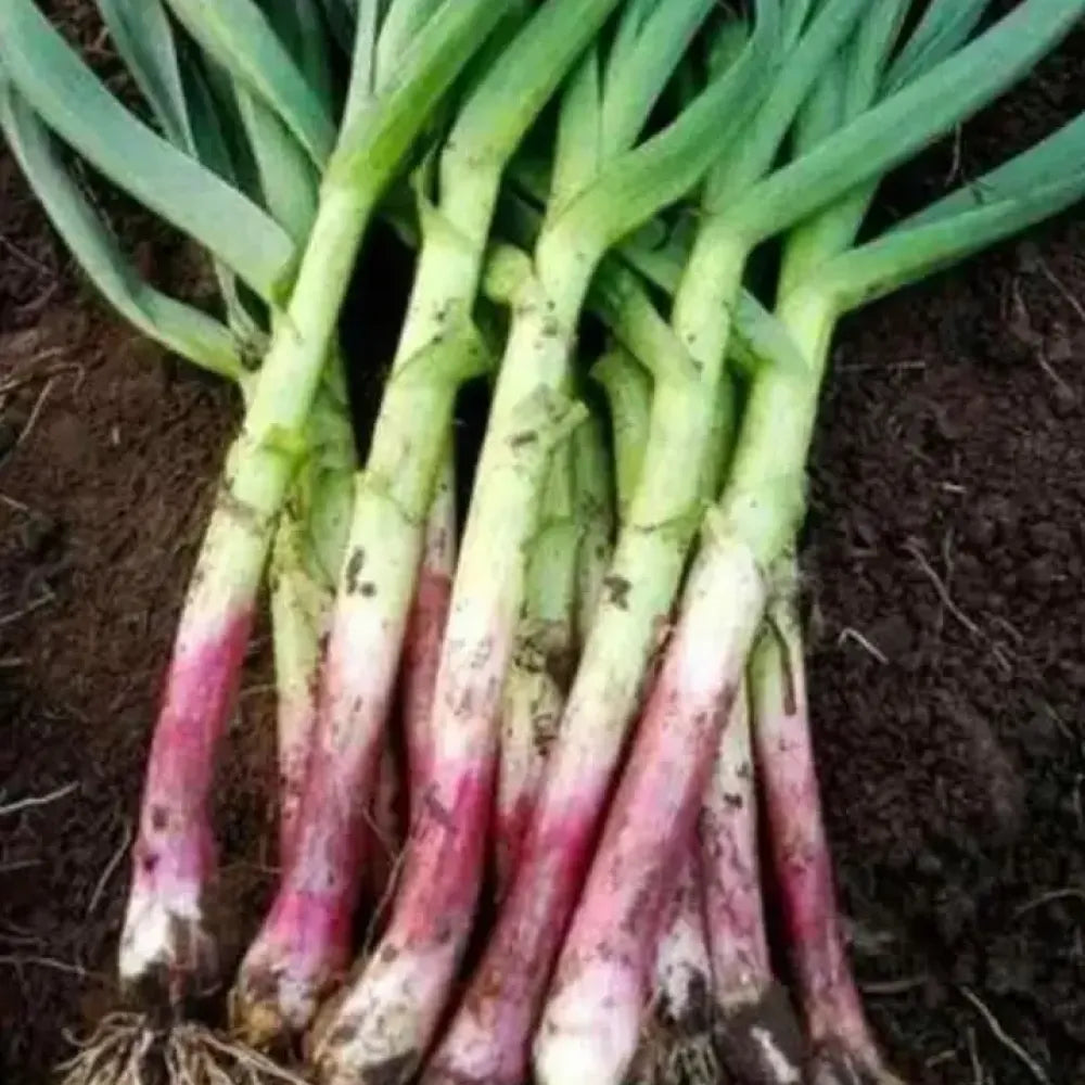 Premium garlic planting bulbs - gardening