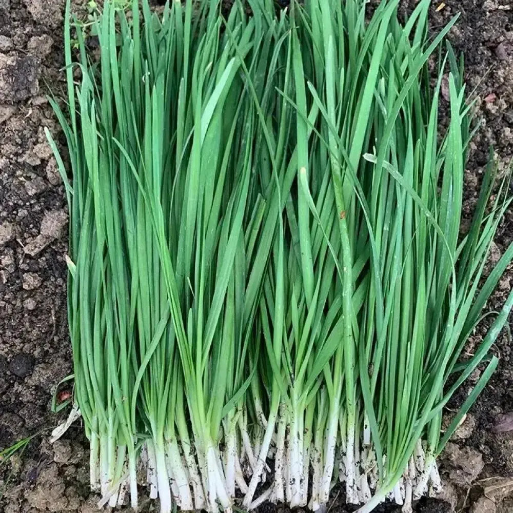 Premium garlic planting bulbs - gardening
