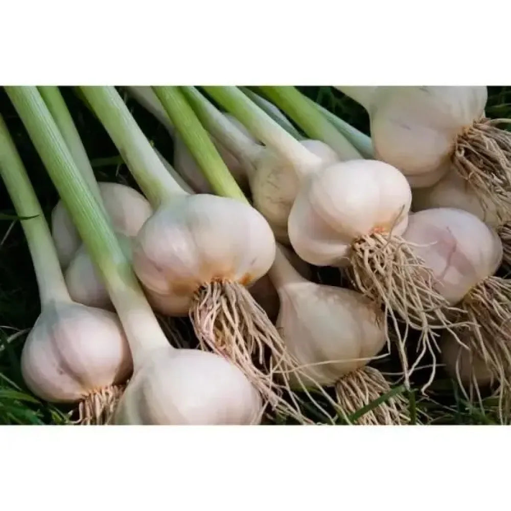 Premium garlic planting bulbs - gardening