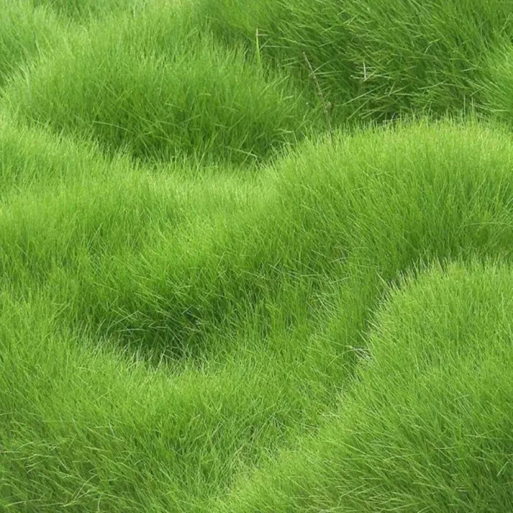 Premium hybrid grass seeds