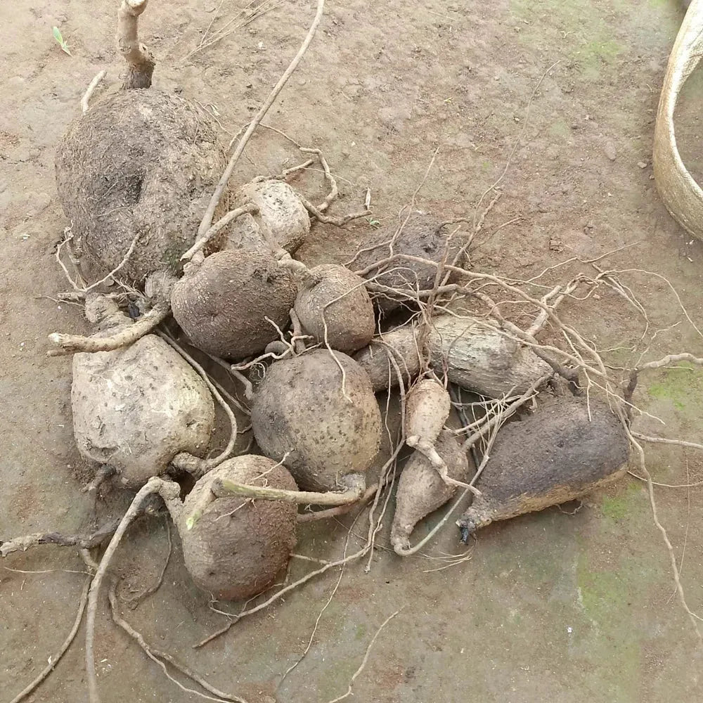 Premium jicama seeds - gardening