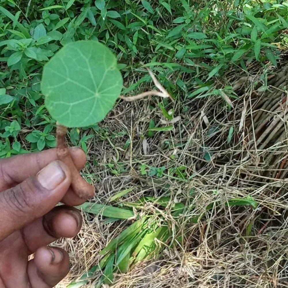 Premium jicama seeds - gardening
