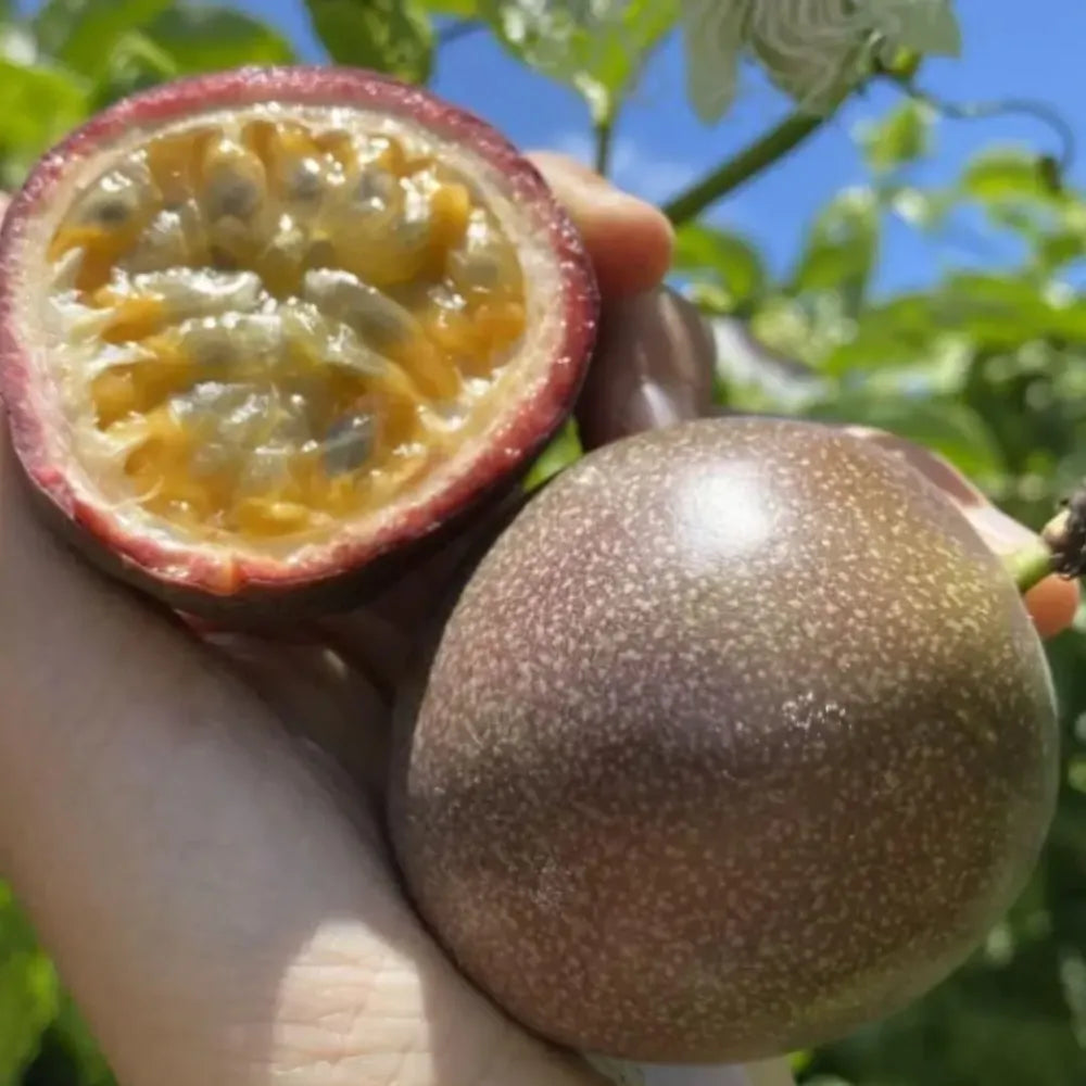 Premium passion fruit seeds - potential heroes
