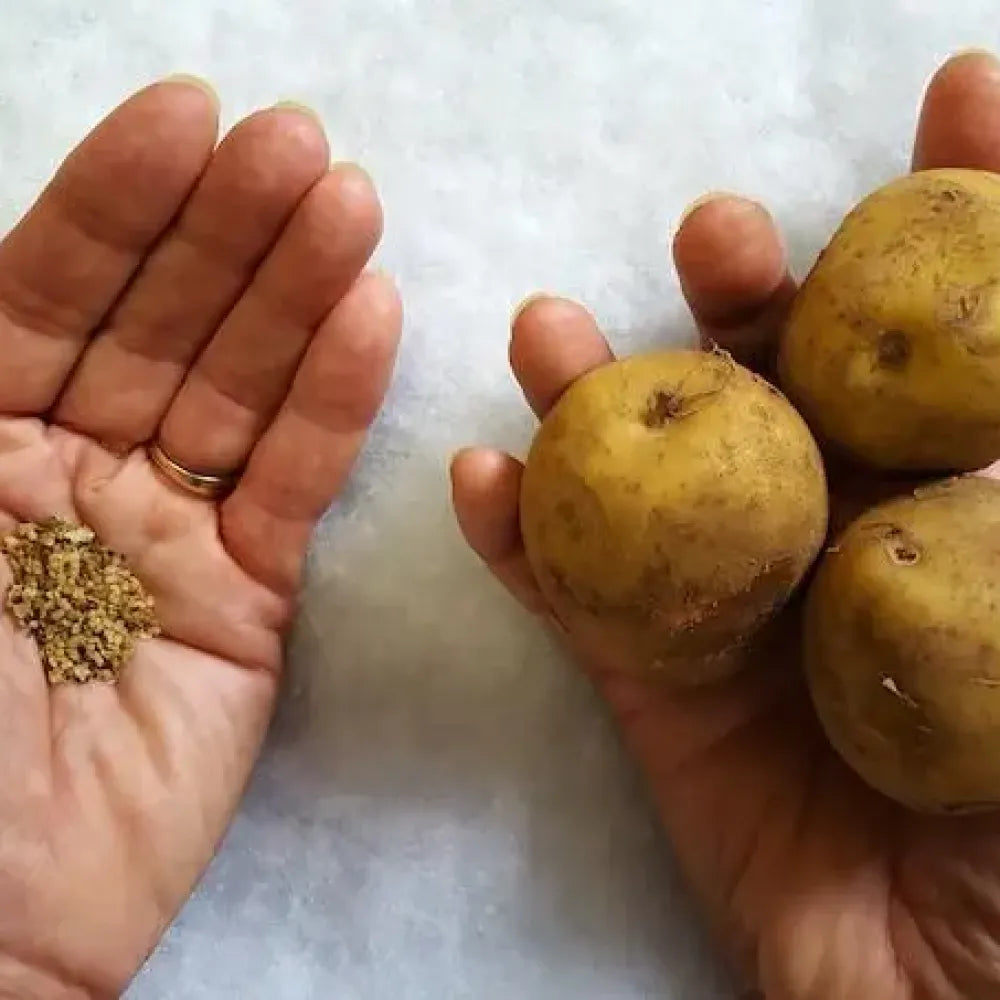 Premium seed potatoes