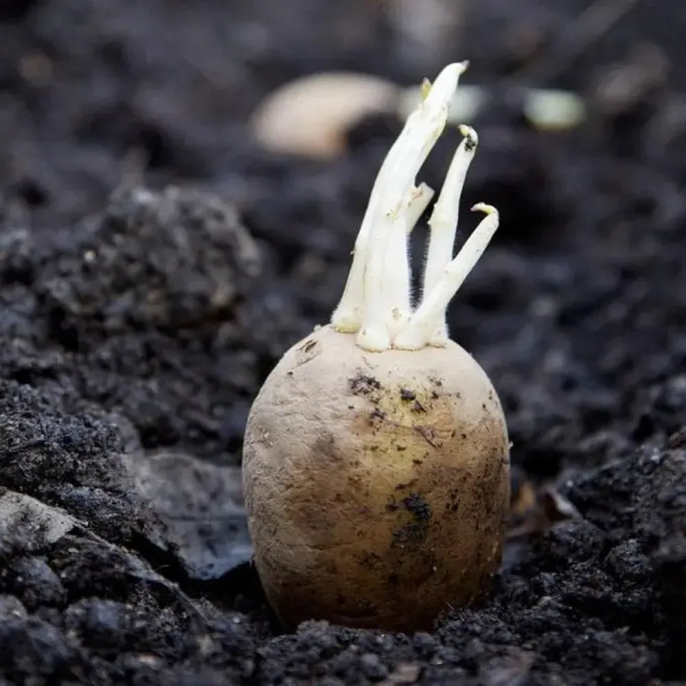 Premium seed potatoes