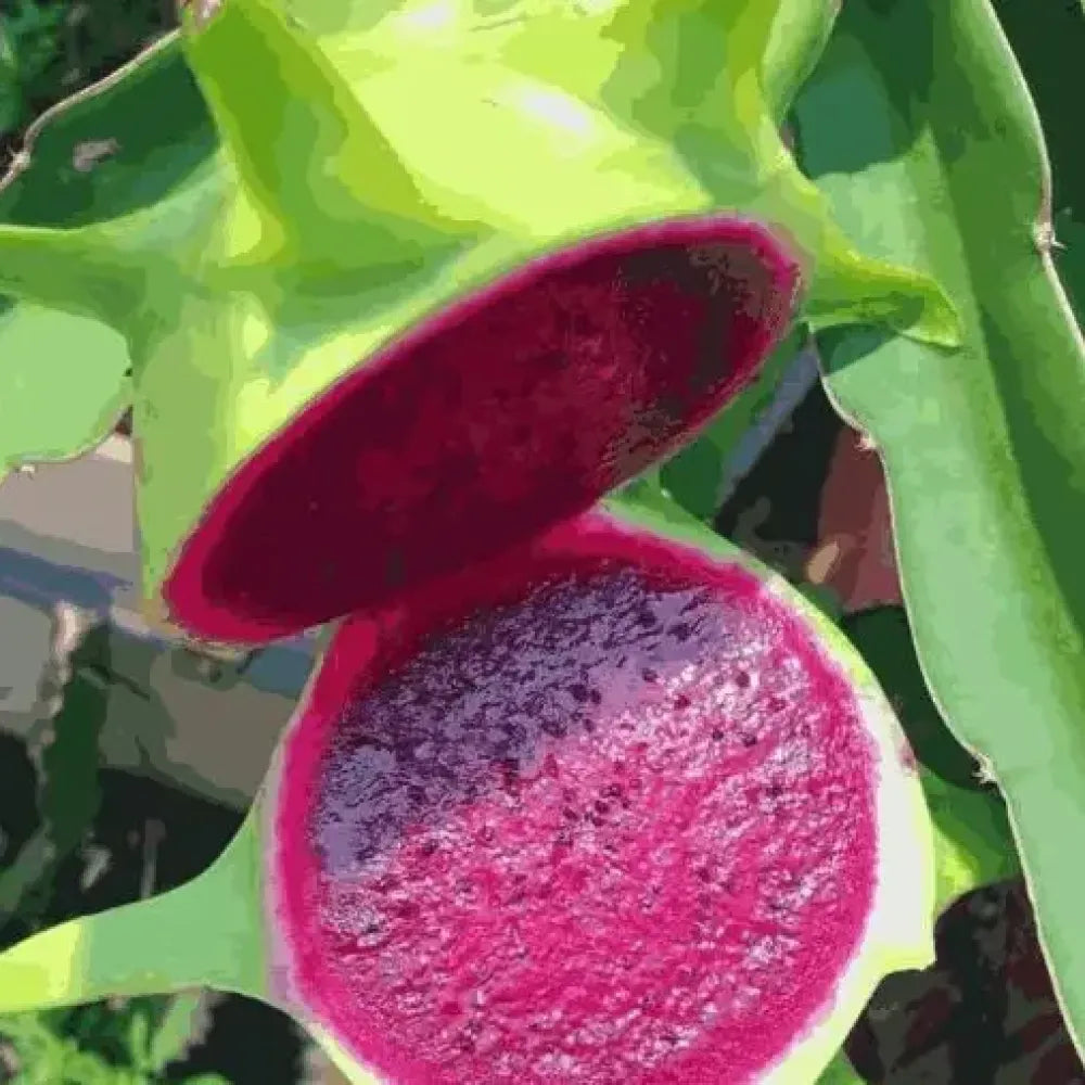 Rainbow dragon fruit seeds - gardening