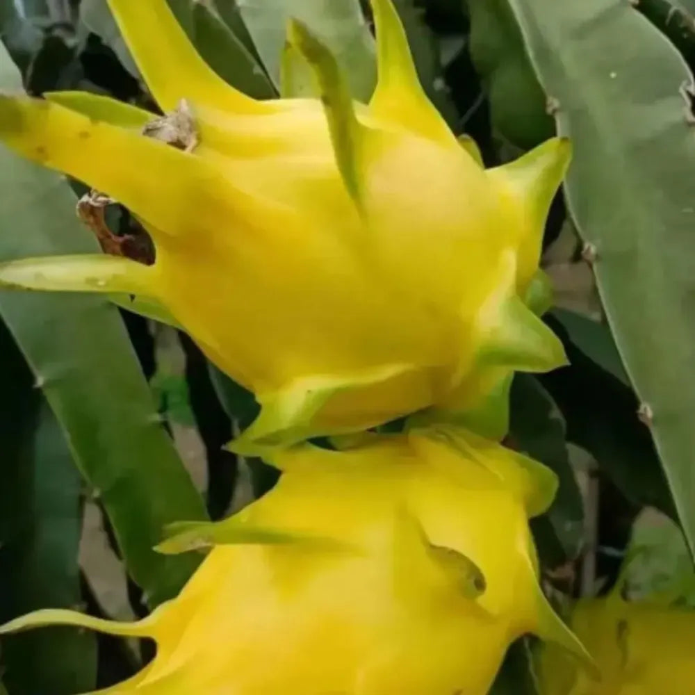 Rainbow dragon fruit seeds - gardening