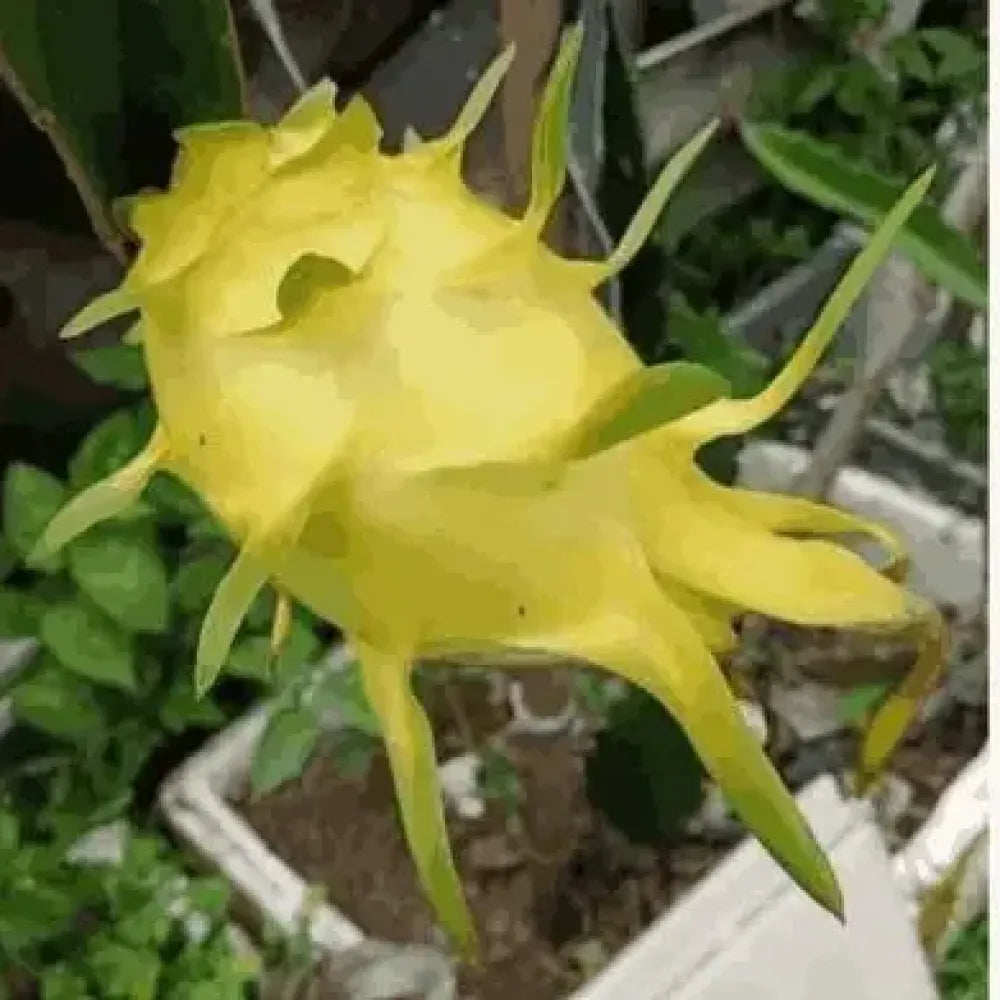 Rainbow dragon fruit seeds - gardening