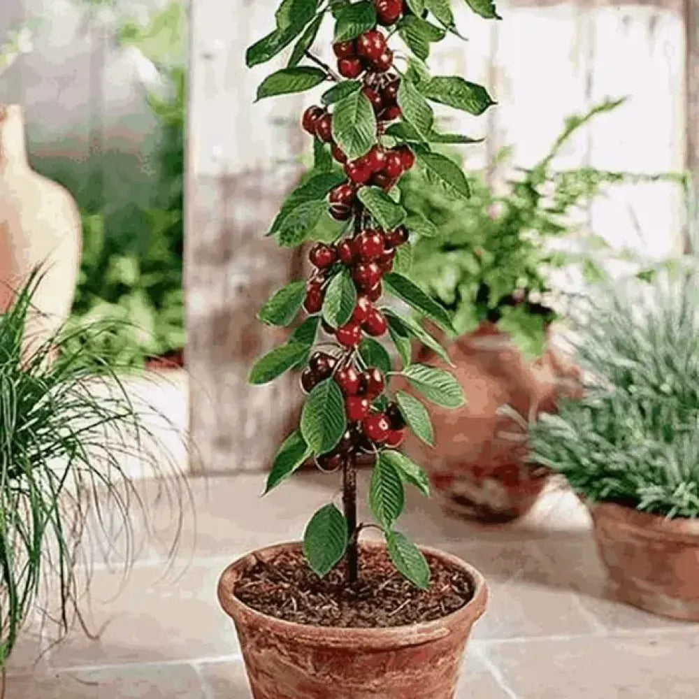 Rainier cherry seeds pack - gardening