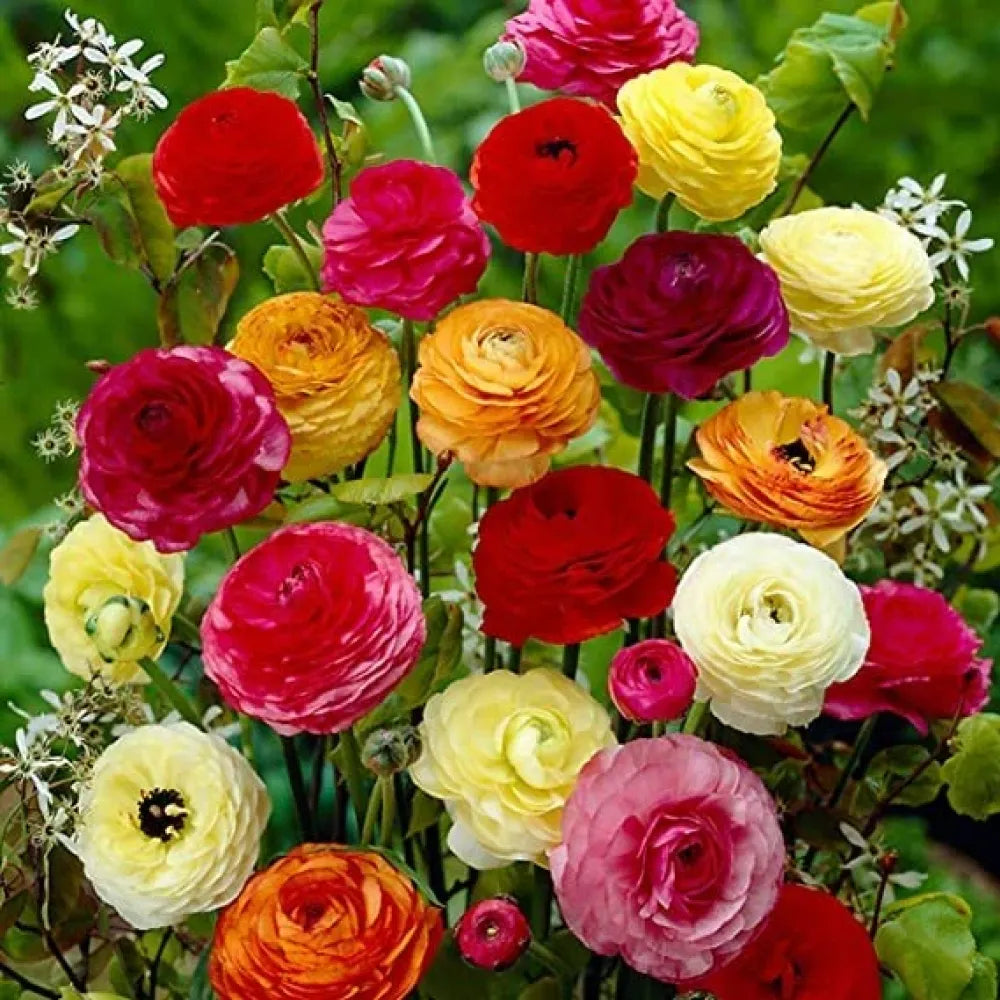 Ranunculus flower seeds – pack of 1