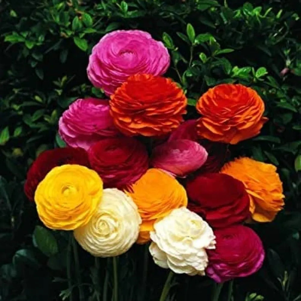 Ranunculus flower seeds – pack of 1