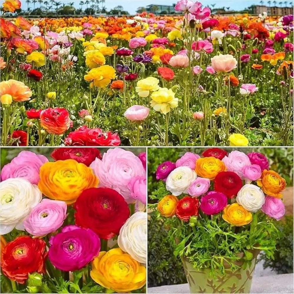 Ranunculus flower seeds – pack of 1