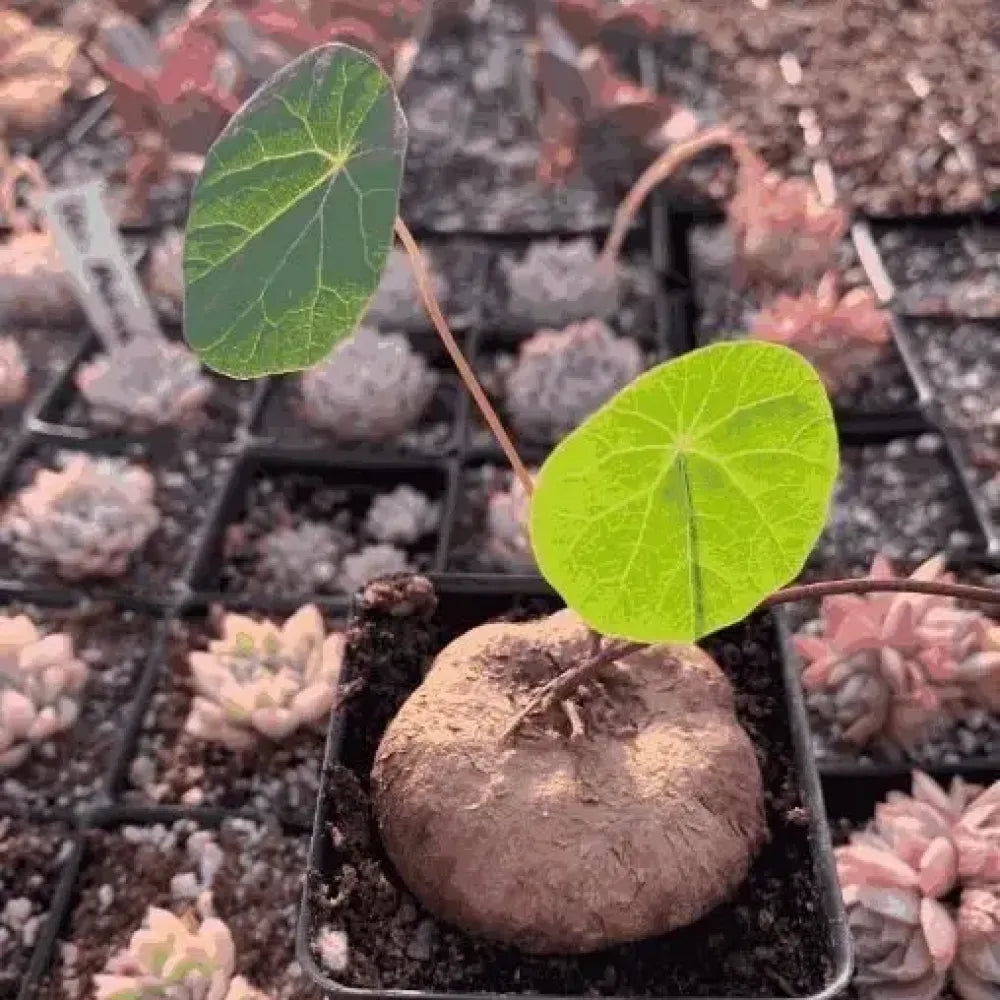 Rare stephania erecta bulb - gardening