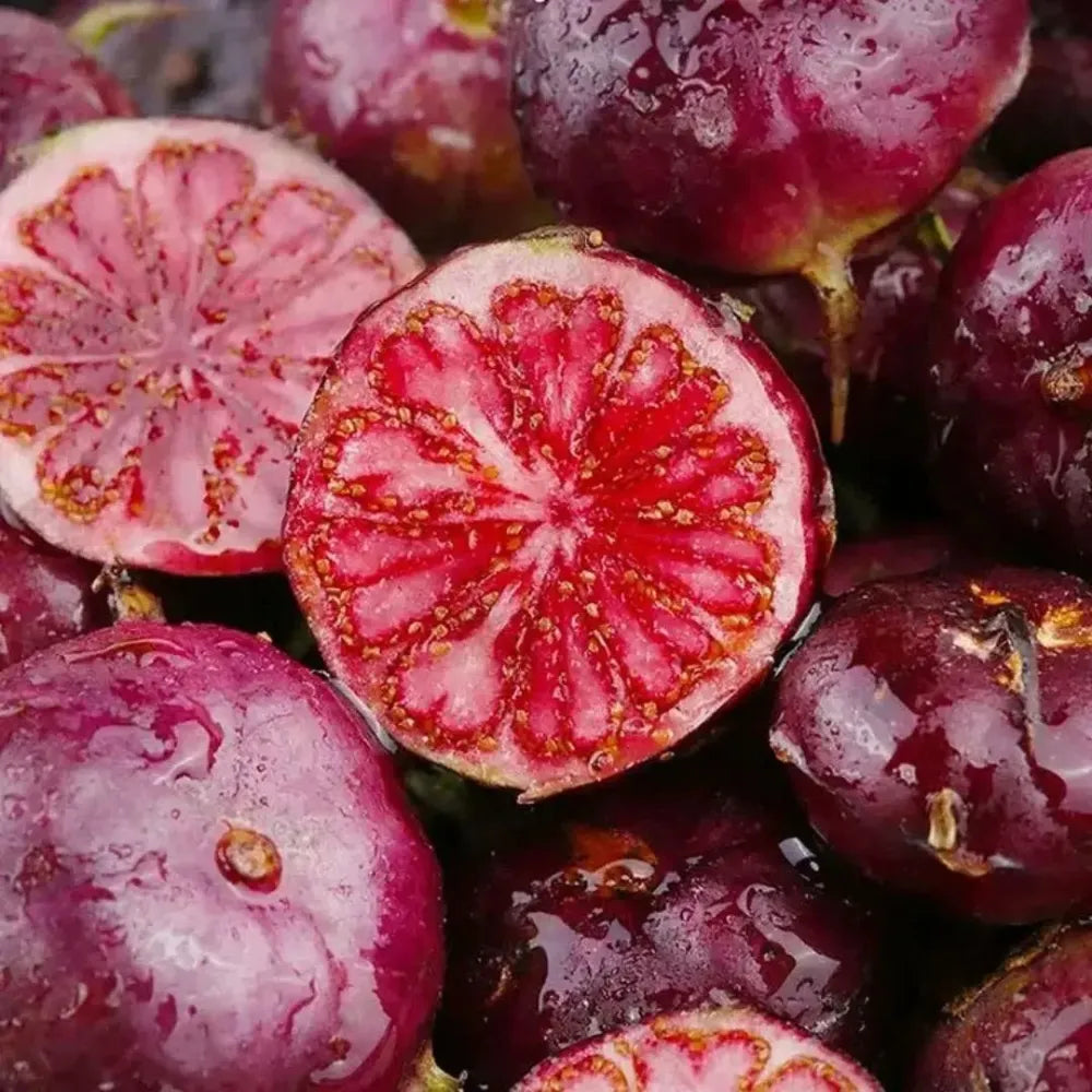 Red berry ginseng seeds