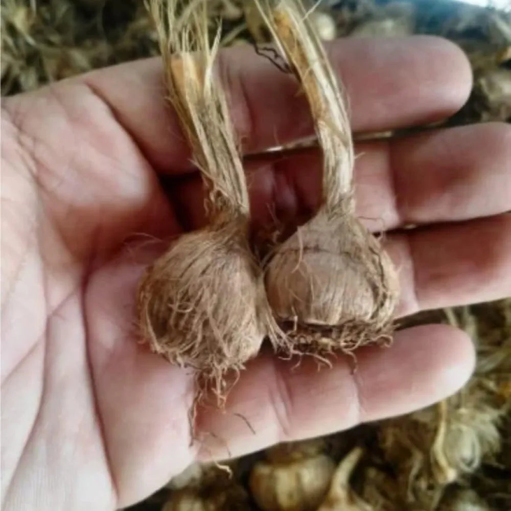 Saffron bulbs (pack of 1)