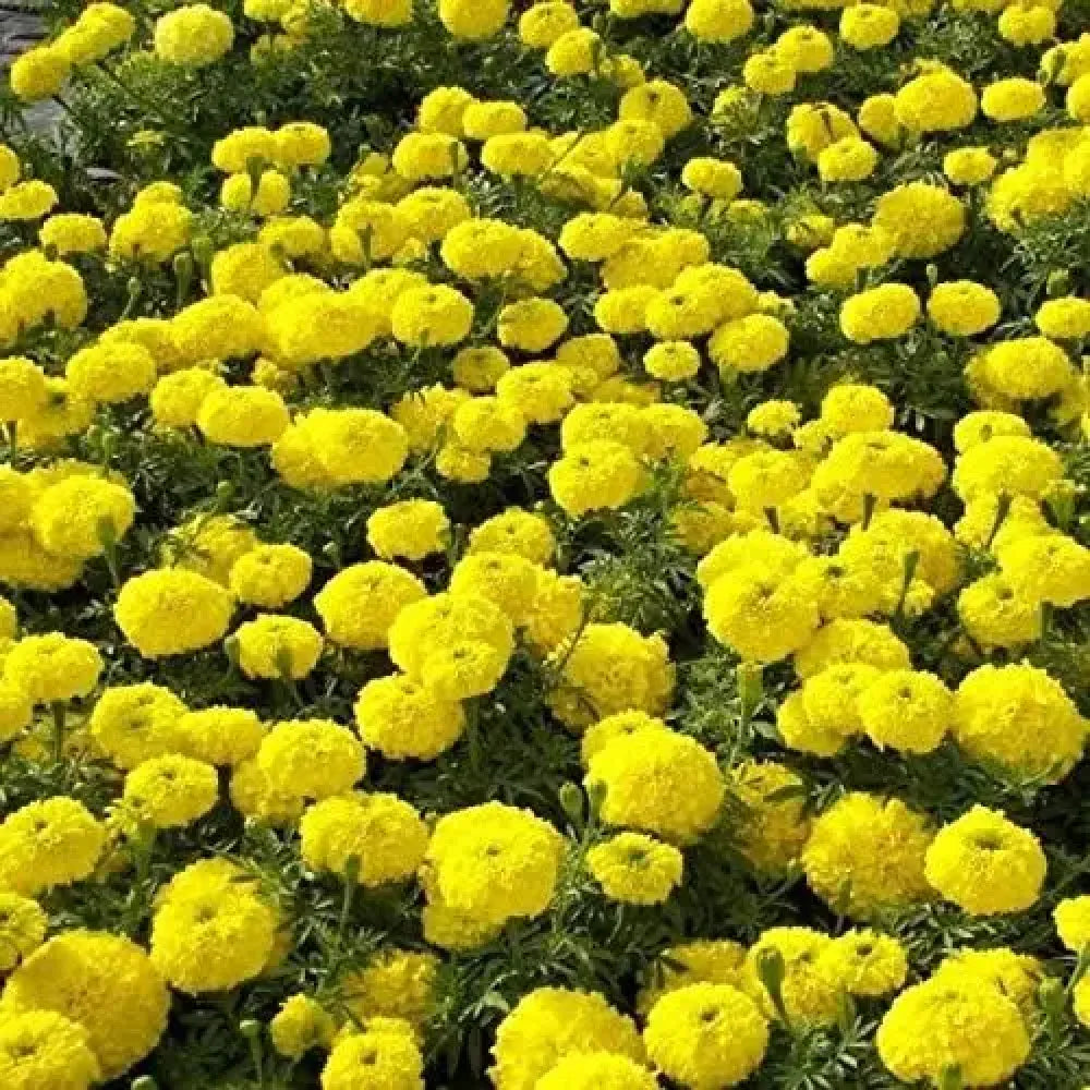 Sunny yellow marigold seeds - gardening