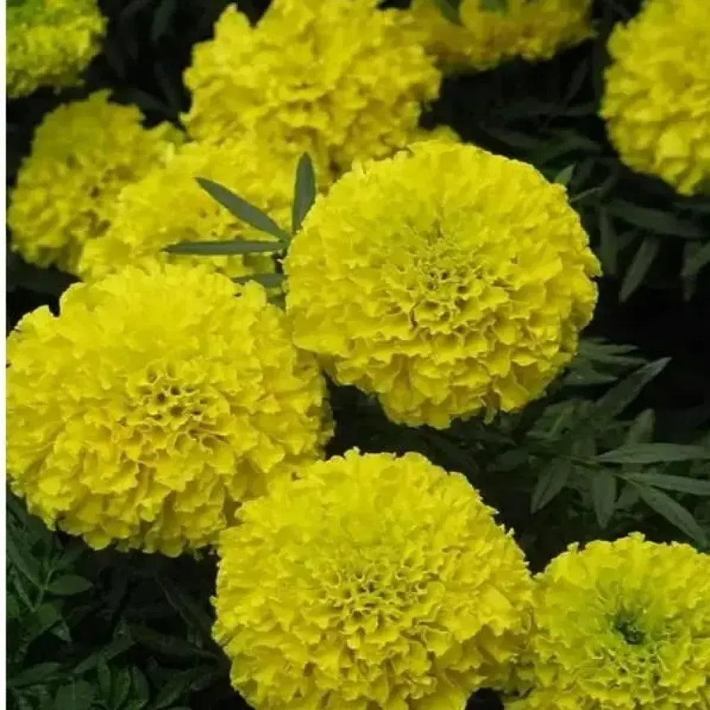 Sunny yellow marigold seeds - gardening