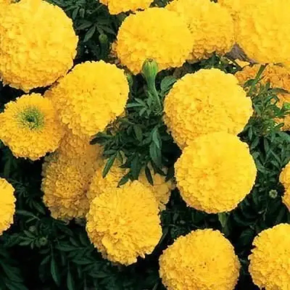 Sunny yellow marigold seeds - gardening